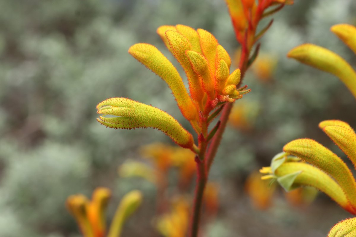 熱帯花木室からエルフガーデンへ向かう途中で #アニゴザントス・フラビドゥス がご覧いただけます。
別名を #カンガルーポー といいます。ポー(paw)は足という意味で、花の形が #カンガルー の前足に似ていることから名付けられました。
#咲くや開花情報　#咲くやこの花館
