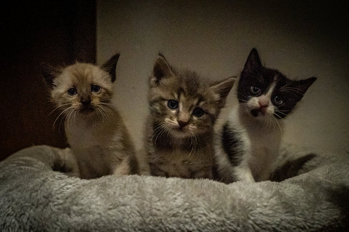 Los bebés de mamá gata 🥰