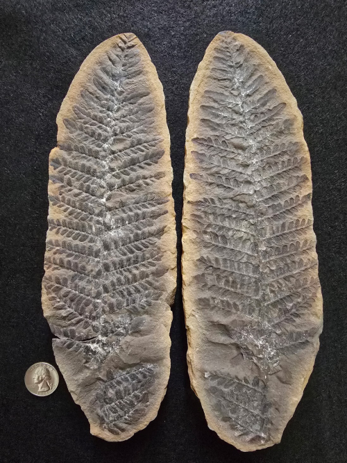 ESCONI's tweet image. Fossil Friday #271: Laveiniopteris rarinervis #fossils #paleontology #FossilFriday #MazonCreek #seedfern #pennsylvanian #carboniferous
esconi.org/esconi_earth_s…