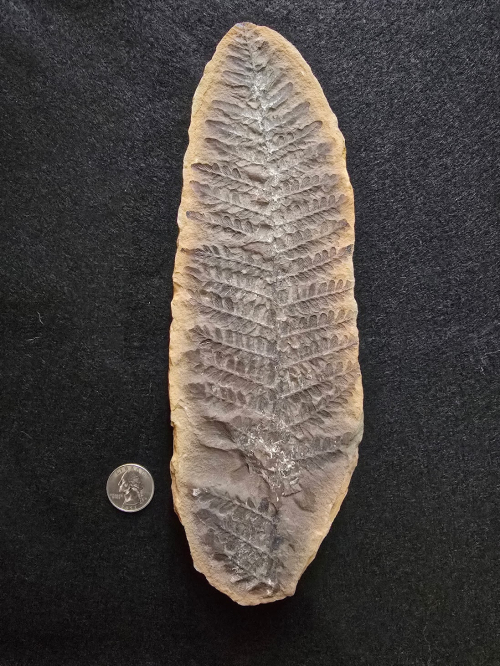 ESCONI's tweet image. Fossil Friday #271: Laveiniopteris rarinervis #fossils #paleontology #FossilFriday #MazonCreek #seedfern #pennsylvanian #carboniferous
esconi.org/esconi_earth_s…