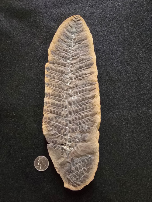 ESCONI's tweet image. Fossil Friday #271: Laveiniopteris rarinervis #fossils #paleontology #FossilFriday #MazonCreek #seedfern #pennsylvanian #carboniferous
esconi.org/esconi_earth_s…