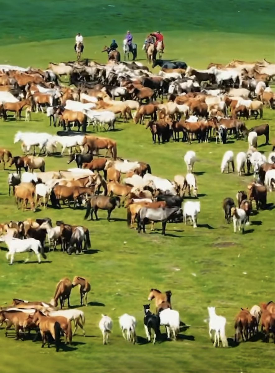 A Mongolian summer day