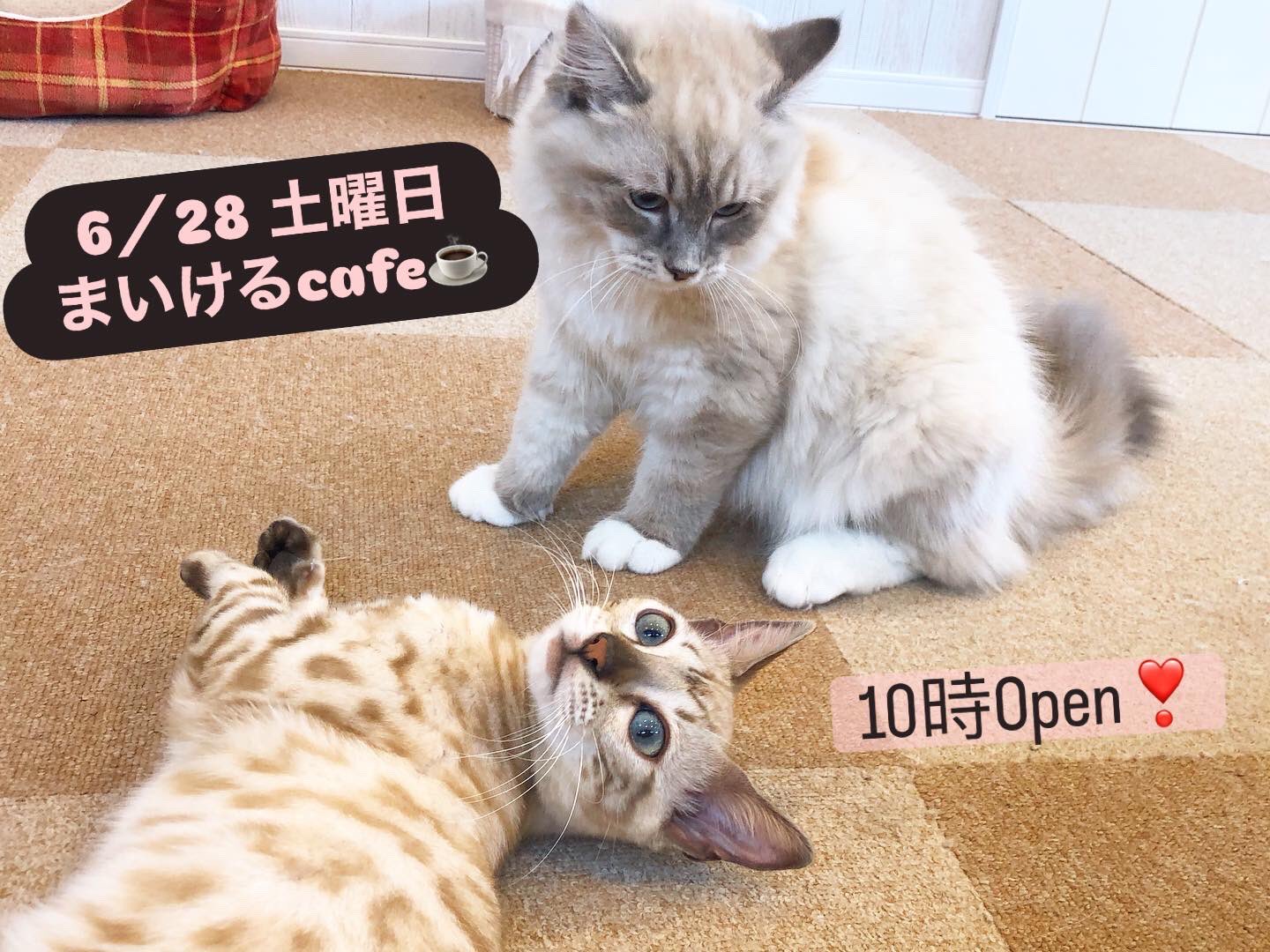 公式サイト 猫ハウスまいけるcafe on  X: ミュージシャン