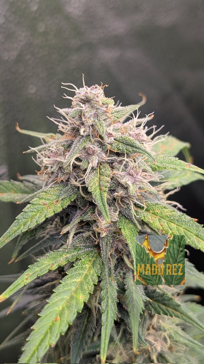 Messed up the calcium regime on Redemption Kong 🇯🇲🦍 
Not getting any worse now but it's what it is 🤷‍♂️ Day 61
