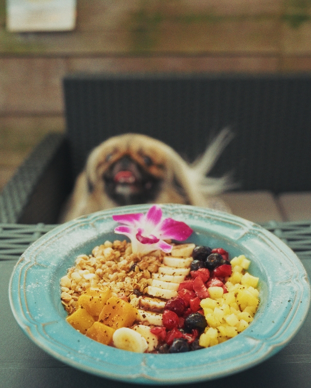 名古屋市天白区のハワイアンカフェに、愛犬家向けメニューが新登場しました
アサイーボウルセット！
inucafe-repobu.com/article/moana-…