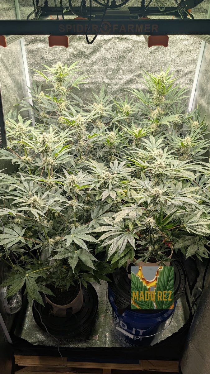 Madd Rez (@madd_rez) on Twitter photo Update on the Fuckle Berries and Bubba Skunk Breath 🖕🫐🦨 🌬️
12/12 from Seed, Day 54 - Everyone's stacking quite nicely!
Genetics from <a href="/matyice420/">TwistedBerries</a> Update on the Fuckle Berries and Bubba Skunk Breath 🖕🫐🦨 🌬️
12/12 from Seed, Day 54 - Everyone's stacking quite nicely!
Genetics from <a href="/matyice420/">TwistedBerries</a>