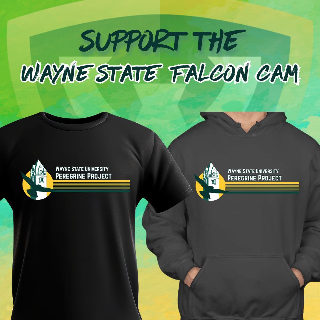 WayneStateCLAS's tweet image. 💚💛 CLAS is proud to support @WayneState’s fiercest Midtown residents — our Peregrine Falcons! This limited-edition apparel fundraiser helps keep the WSU Falcon Cam running strong.
Don’t miss this chance to show your support!
🔗 go.wayne.edu/falcon-fund-25