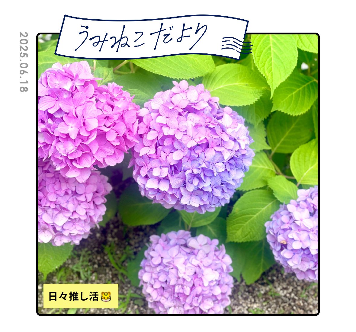 cyclo_offcial's tweet photo. 『日々推し活🐯』

スタンドうみねこの最新情報やオススメをご紹介するコンテンツ・うみねこだよりがホームページで更新されました！

https://t.co/VDi8sx2j7W

#株式会社シクロ #cyclo https://t.co/cDz5PngEIA
