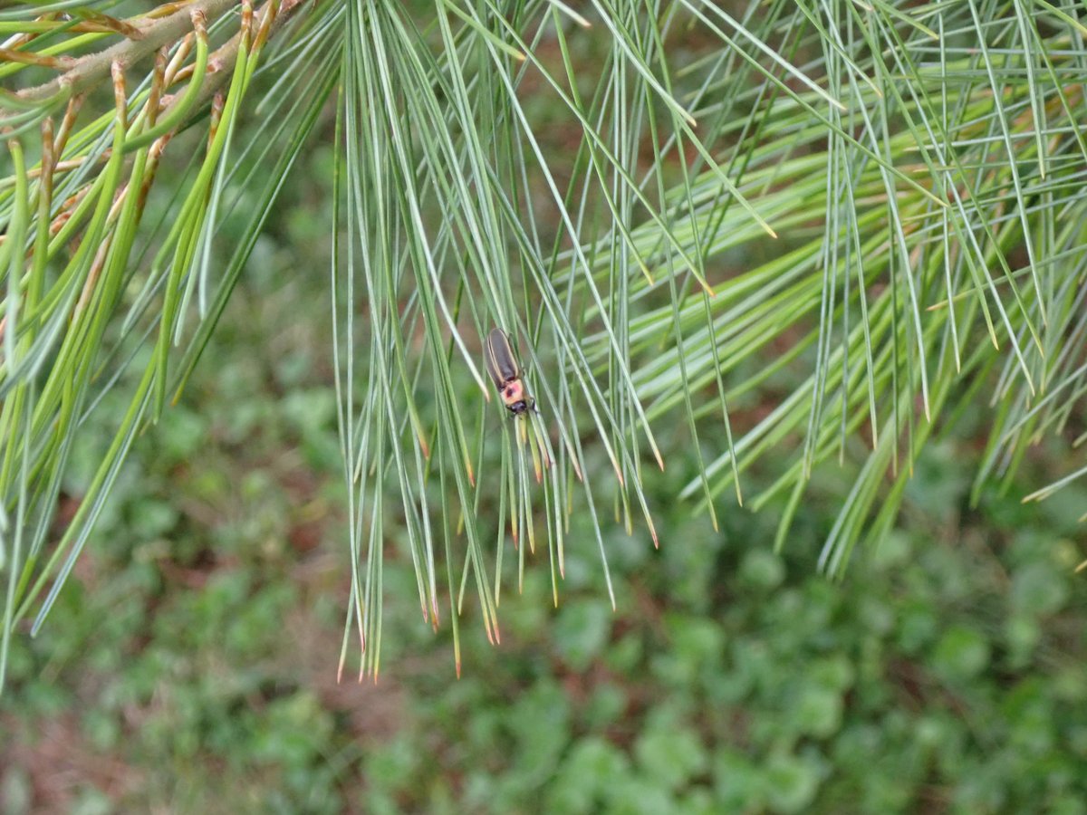 Anybody else been seeing more fireflies?