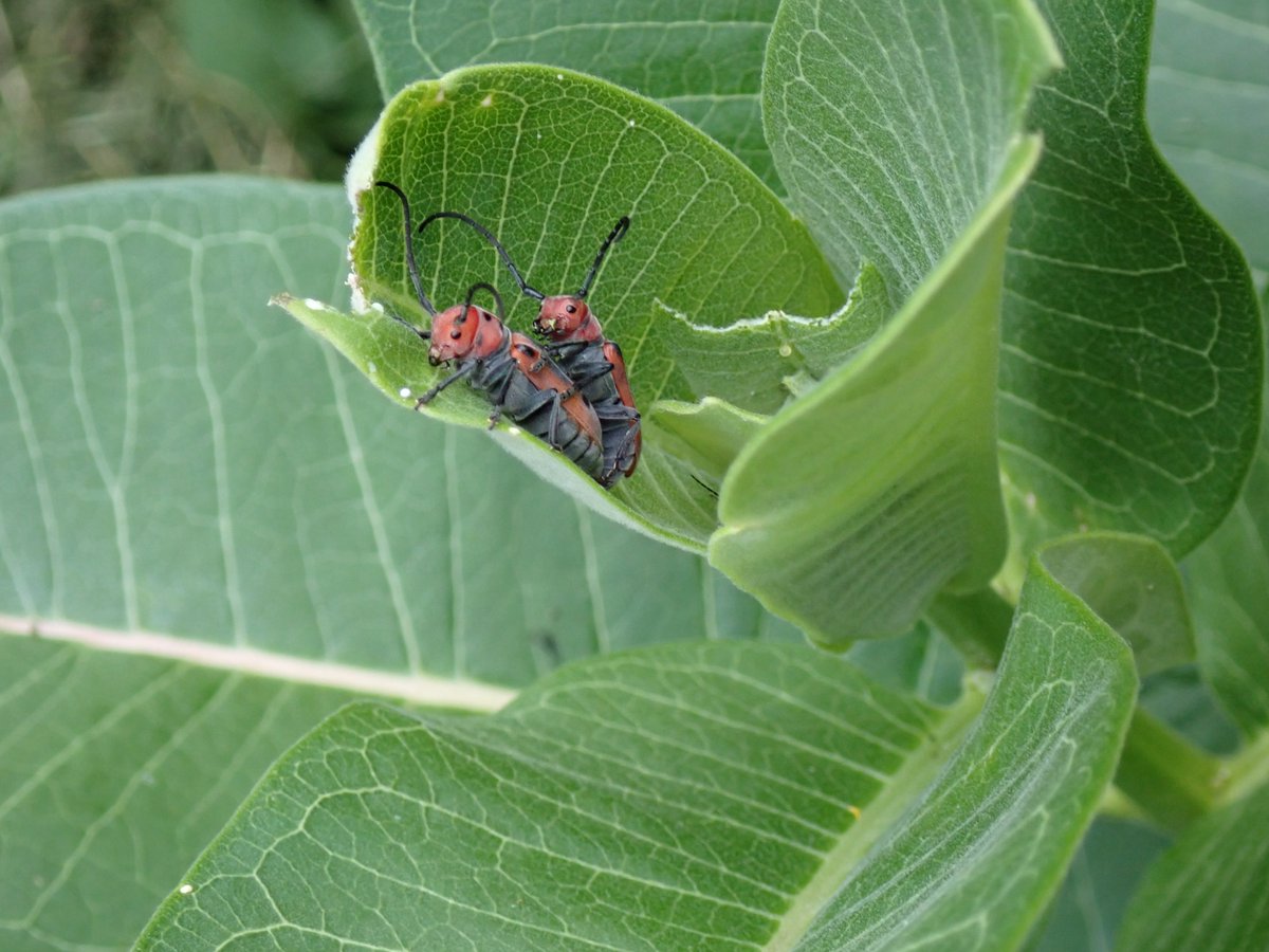 I took a picture of some Milkweed Longhorn Beetles having beetle smexy time just so I could tweet it and say "lol", but I might have spotted a butterfly egg (to their right, a yellowish ball).  On milkweed it's probably monarch.