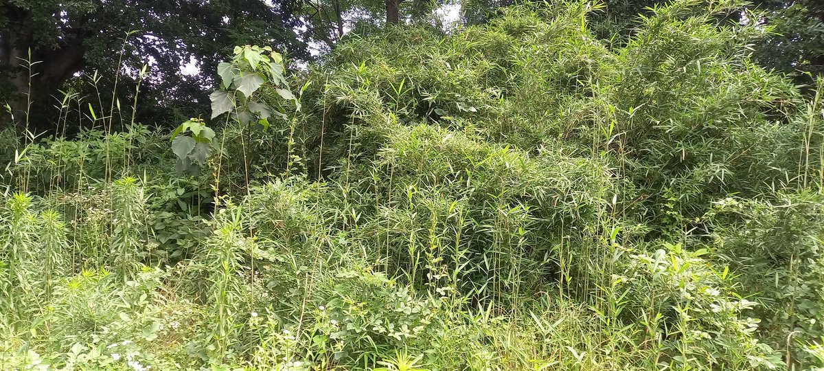 実家の草刈りが間に合わず
どんどんジャングルになっていく…

#草刈り
#終わらない