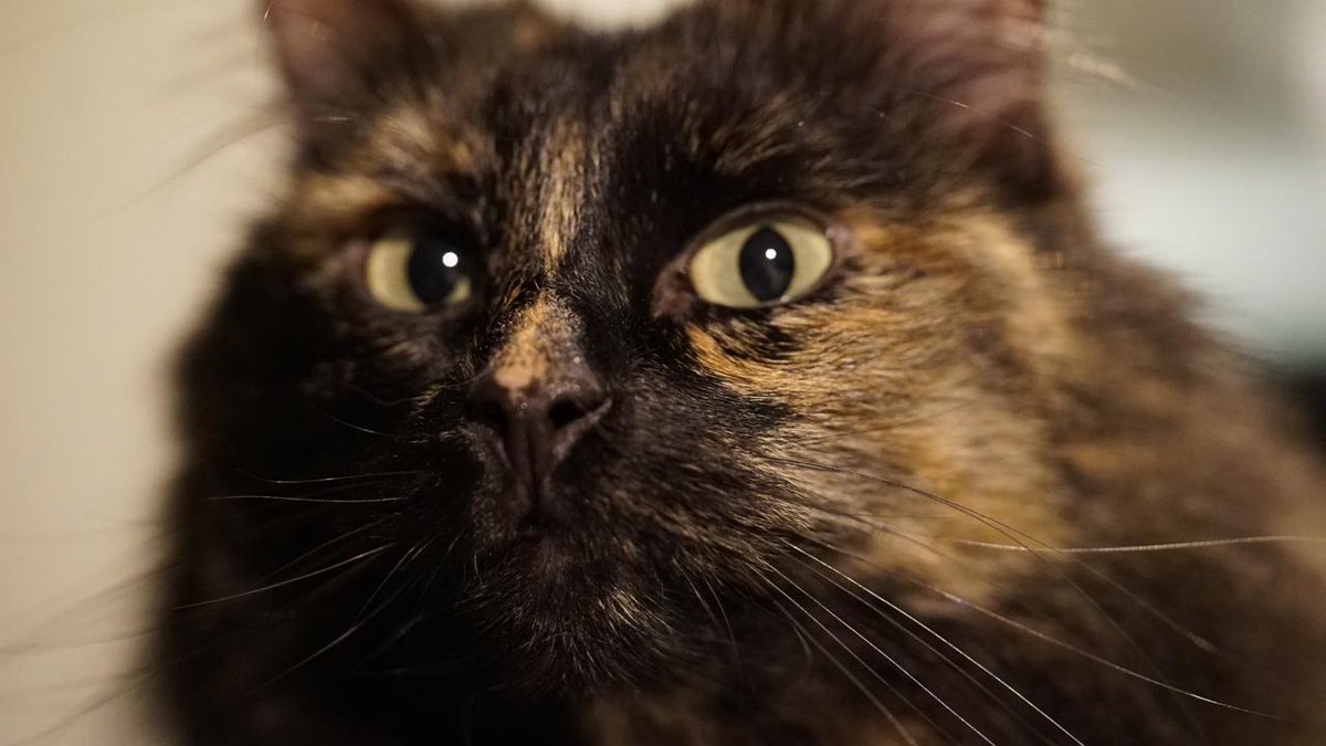 Pocas despedidas pueden ser tan crudas como la de un gato que has amado. Los gatos no hacen ruido al irse, no se dramatizan a sí mismos, no imploran ni pactan. Simplemente, un día se acuestan un poco más lento, te miran un poco más hondo y ya no regresan del sueño. Y cuando se