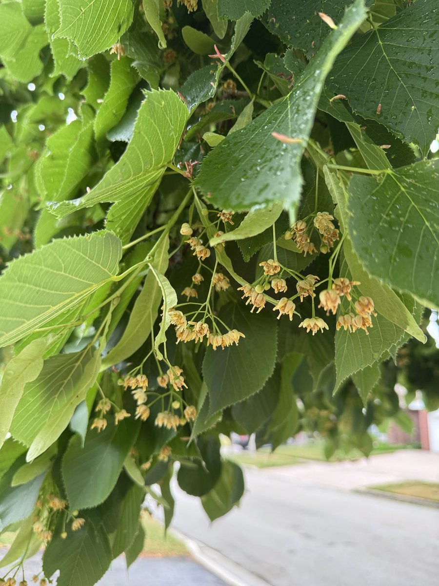 Chris Gynan tweet media