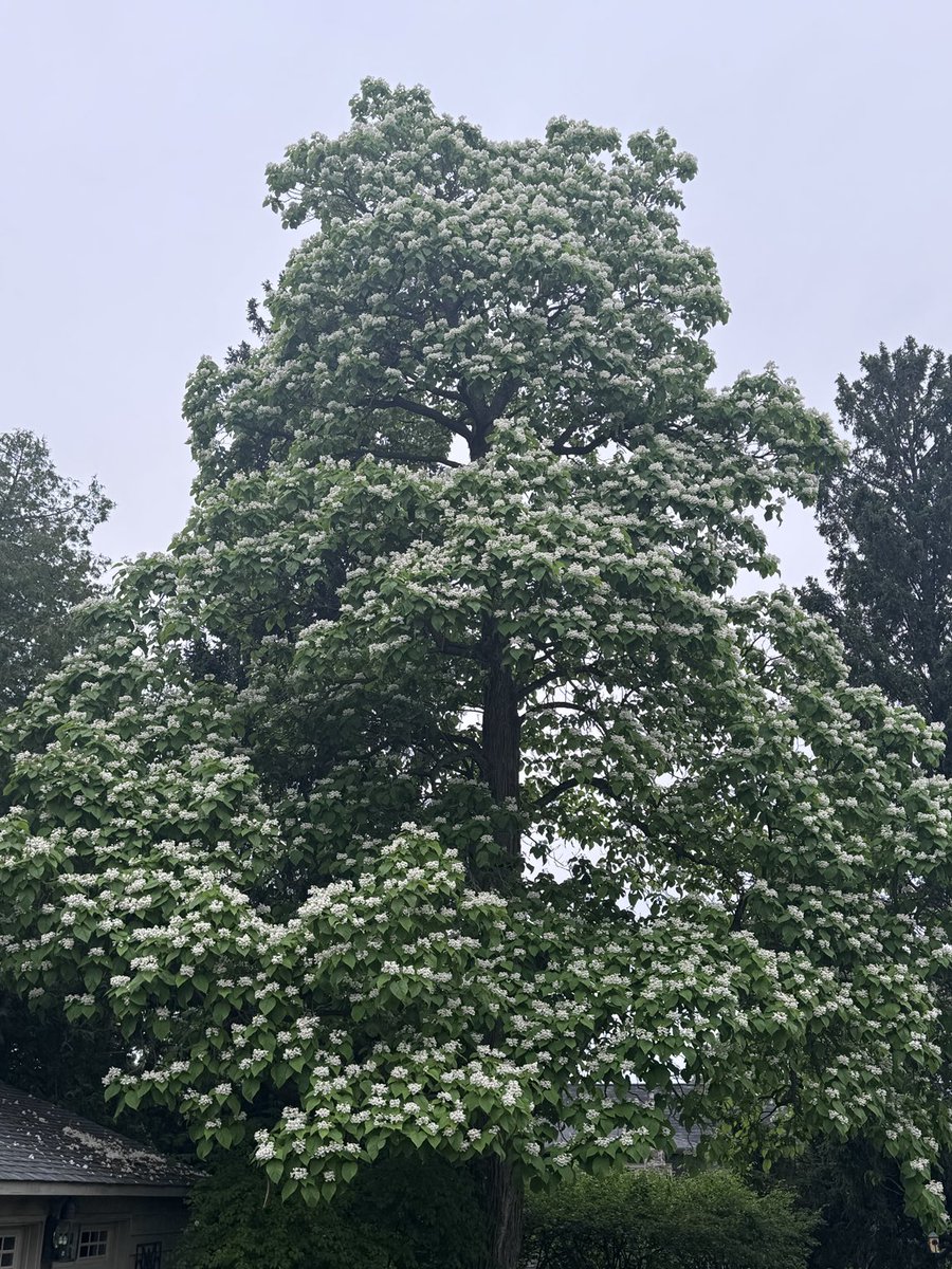 Chris Gynan tweet media