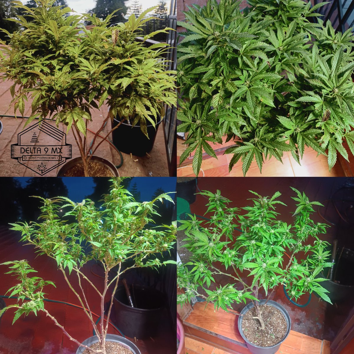 Delta9MX's tweet image. En la 2a semana de floración deben hacer una poda &quot;Lollypop&quot; para aumentar la cantidad de luz y aire en su planta.
Cualquier duda envíen DM.
✌🏼🫡💚💎🌲