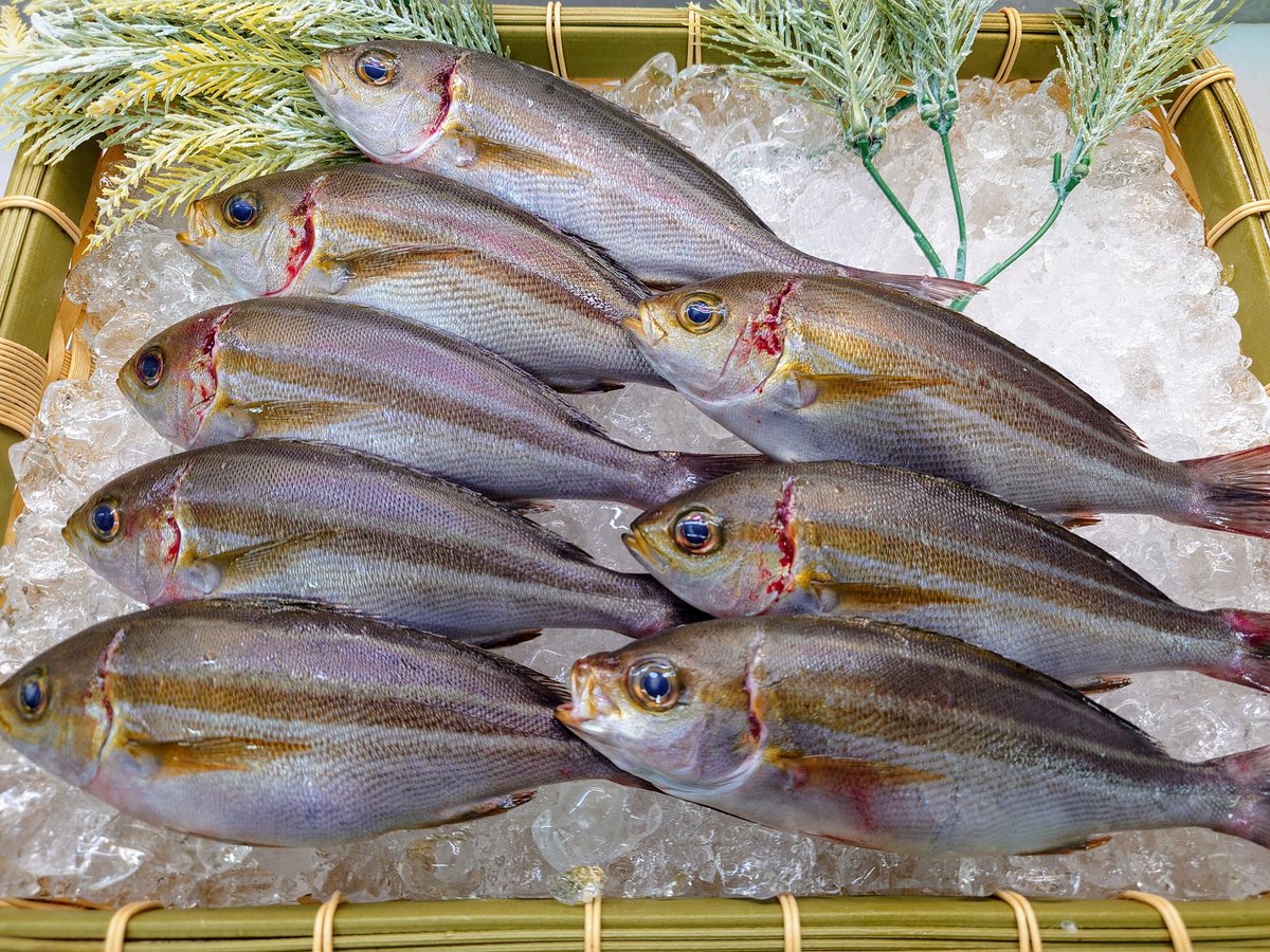 魚忠長久手店の苅谷です
本日はコレ！
今が美味しい
三重県産 天然イサキ
是非、塩焼きでどうぞ！
ご来店お待ちしてます
#ヤマダネコ アクキー🎁
#uochu
#ピアゴパワー長久手南店
#魚忠長久手店