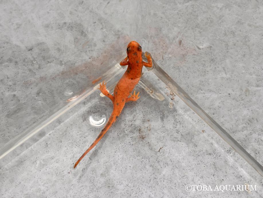 オレンジ色のイモリが入館しました！: みなさんこんにちは！ 先日