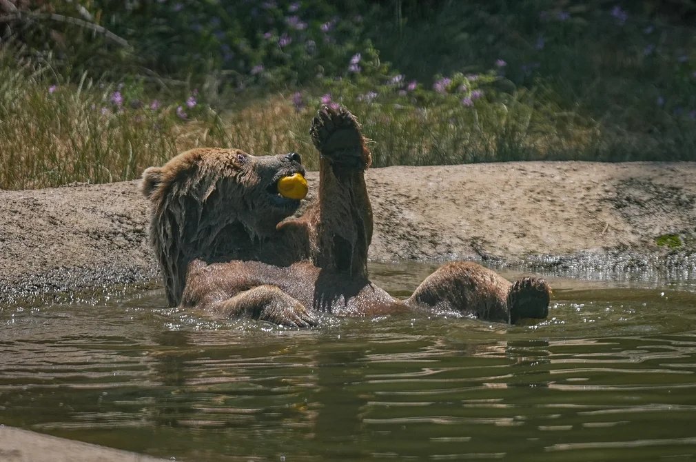 Hey #LOTRO fans, join Big Ed and the gang as they celebrate "Give Your Beorning a Bath Day" on the Glamdring server.  The fun starts around 10 PM Eastern over at twitch.tv/LOTROstream.  Does anyone know where we can get a bear-sized lufa?