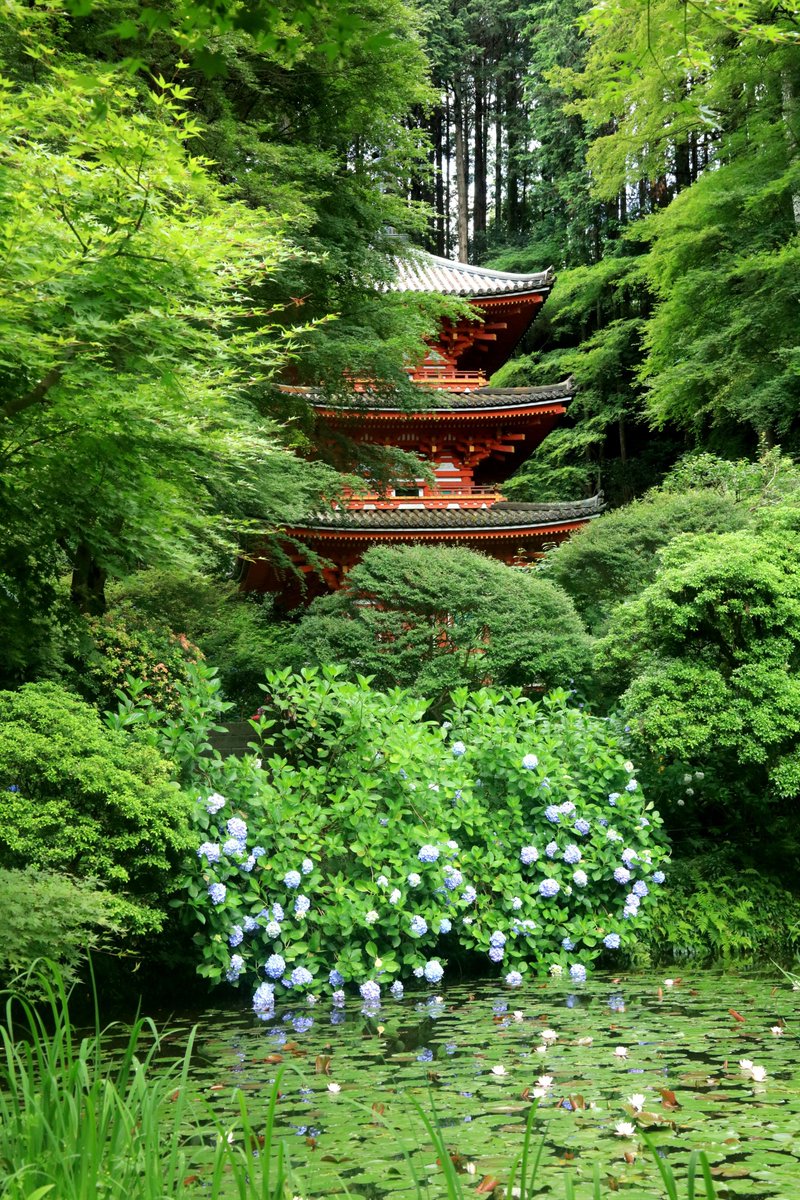 MouseMichi3's tweet photo. 【写真】京都・木津川・岩船寺（1）
#岩船寺　#三重塔　#紫陽花　#アジサイ　#Gansen-ji Temple　#three-storied pagoda　#hydrangea 

2025/6/27撮影

三重塔と紫陽花の共演を撮りたくて、初めて訪れた。
塔好きな方は一見の価値ありと思う。 https://t.co/p7uQOZluF2