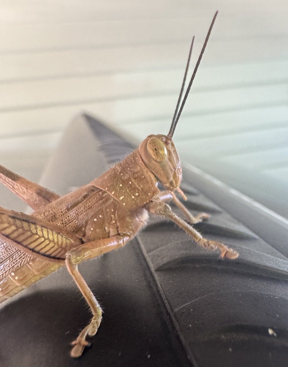 GM beauty can be found everywhere if you look - new outline &amp; a cricket.