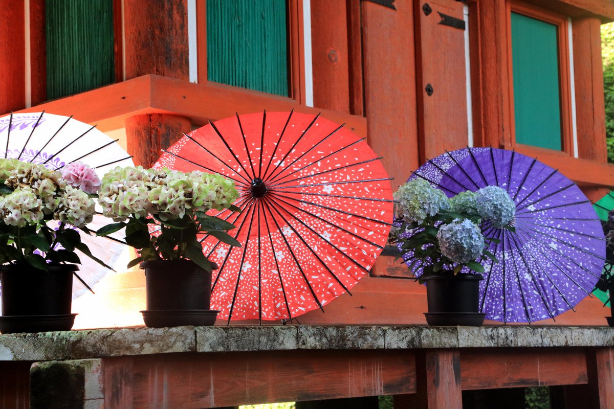 MouseMichi3's tweet photo. 【写真】京都・木津川・岩船寺（3） 
 #岩船寺  #紫陽花 #アジサイ #Gansen-ji Temple　    #hydrangea
2025/6/27撮影 https://t.co/GpDqxbf8KU