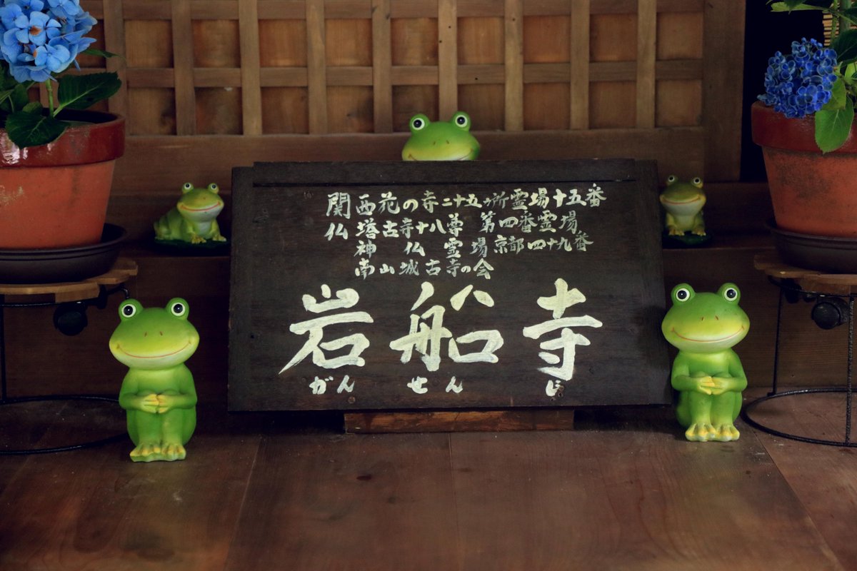 MouseMichi3's tweet photo. 【写真】京都・木津川・岩船寺（3） 
 #岩船寺  #紫陽花 #アジサイ #Gansen-ji Temple　    #hydrangea
2025/6/27撮影 https://t.co/GpDqxbf8KU