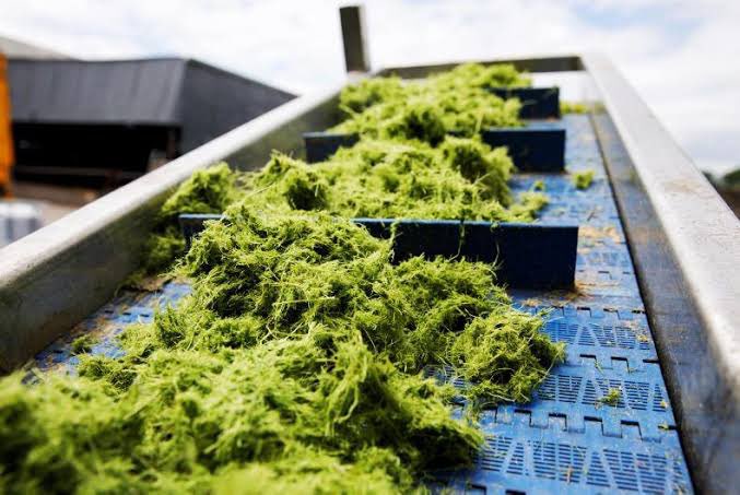 James Gaffey (@biorefineryie) on Twitter photo ⏰Few days left to apply for 25 new postdoc positions funded through <a href="/MTU_ie/">Munster Technological University</a> #TURISE. Postdocs cover different research themes, including #circular #bioeconomy where we are recruiting 3 postdocs for #DOTGreen green biorefinery scale-up project. 🧑💻🧑🔬☘️♻️👇
mtu.ie/vacancies/ ⏰Few days left to apply for 25 new postdoc positions funded through <a href="/MTU_ie/">Munster Technological University</a> #TURISE. Postdocs cover different research themes, including #circular #bioeconomy where we are recruiting 3 postdocs for #DOTGreen green biorefinery scale-up project. 🧑💻🧑🔬☘️♻️👇
mtu.ie/vacancies/