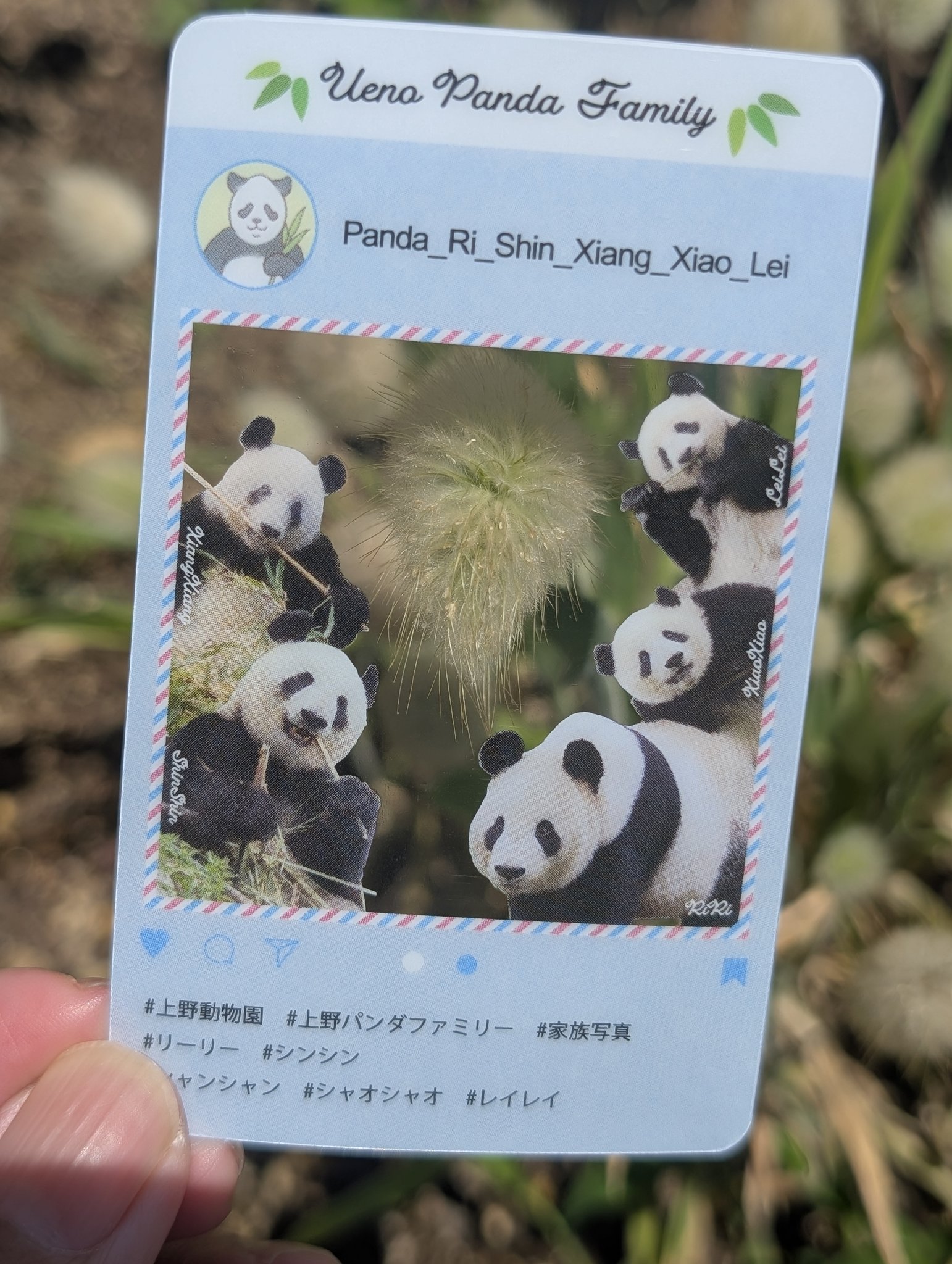 ゆ*ん様 指定書店特典付き♦️良浜と浜家 ～10頭のパンダを育てた母パンダの偉大 Amazon.co.jp限定】良浜と浜家 ～10頭のパンダを育てた母パンダ