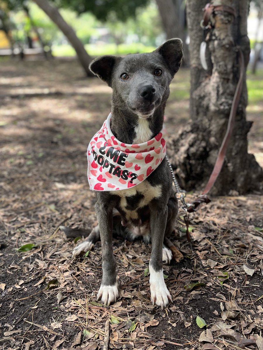 HELA_MORE's tweet photo. Busco casita para poder vivir,y una familia a quién amar.🥹🤍

¿Me adoptas? 

Maggie/5 años/talla mediana.
Está en CDMX. https://t.co/jpWCCquxag