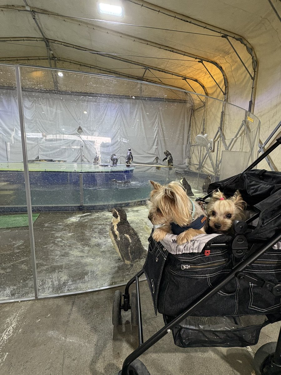 ペンギンはどうやら苦手らしい