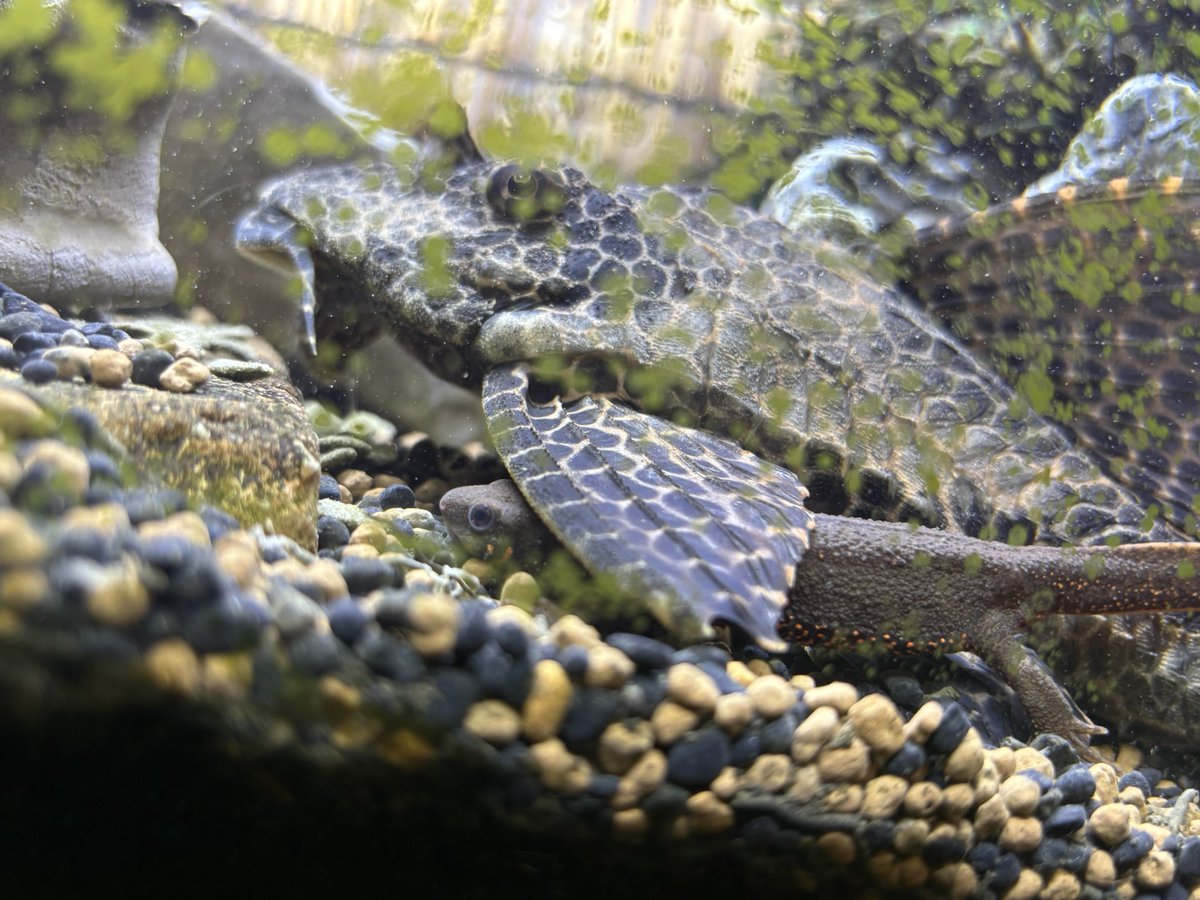 reptiles_ito's tweet photo. 今日のアカハラ達。 https://t.co/NeXiHlqOLC