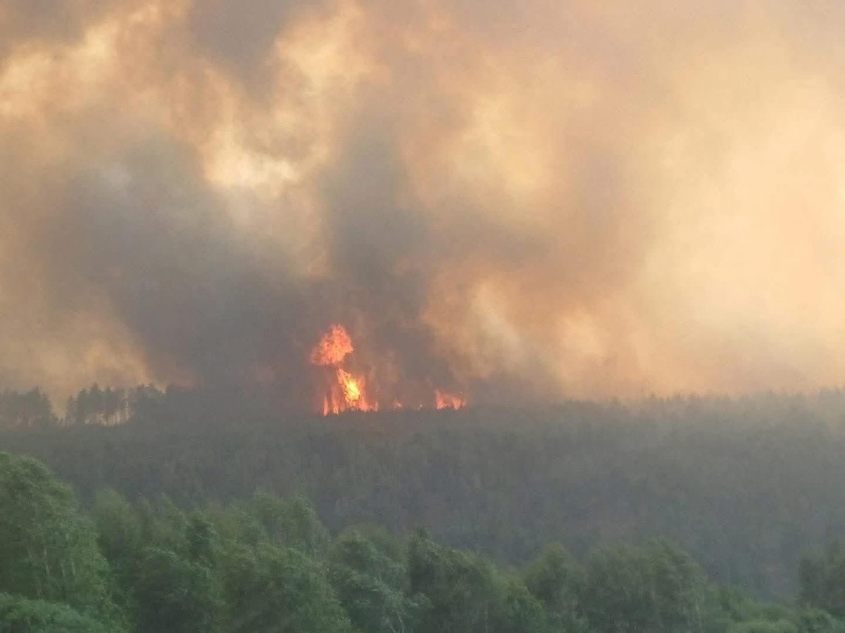 Тужийн нарс шатсаар байгаа гэнэ. Сүүлийн 20 гаруй жил нөхөн сэргээж ургуулсан хүмүүсийн хөдөлмөр ингээд дуусах уу? Онцгой байдлын сайд Самараа чи хаана байна.? 😡