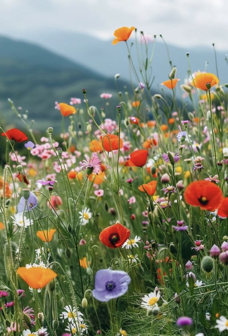 Flowers (@dailyflowersx) on Twitter photo 