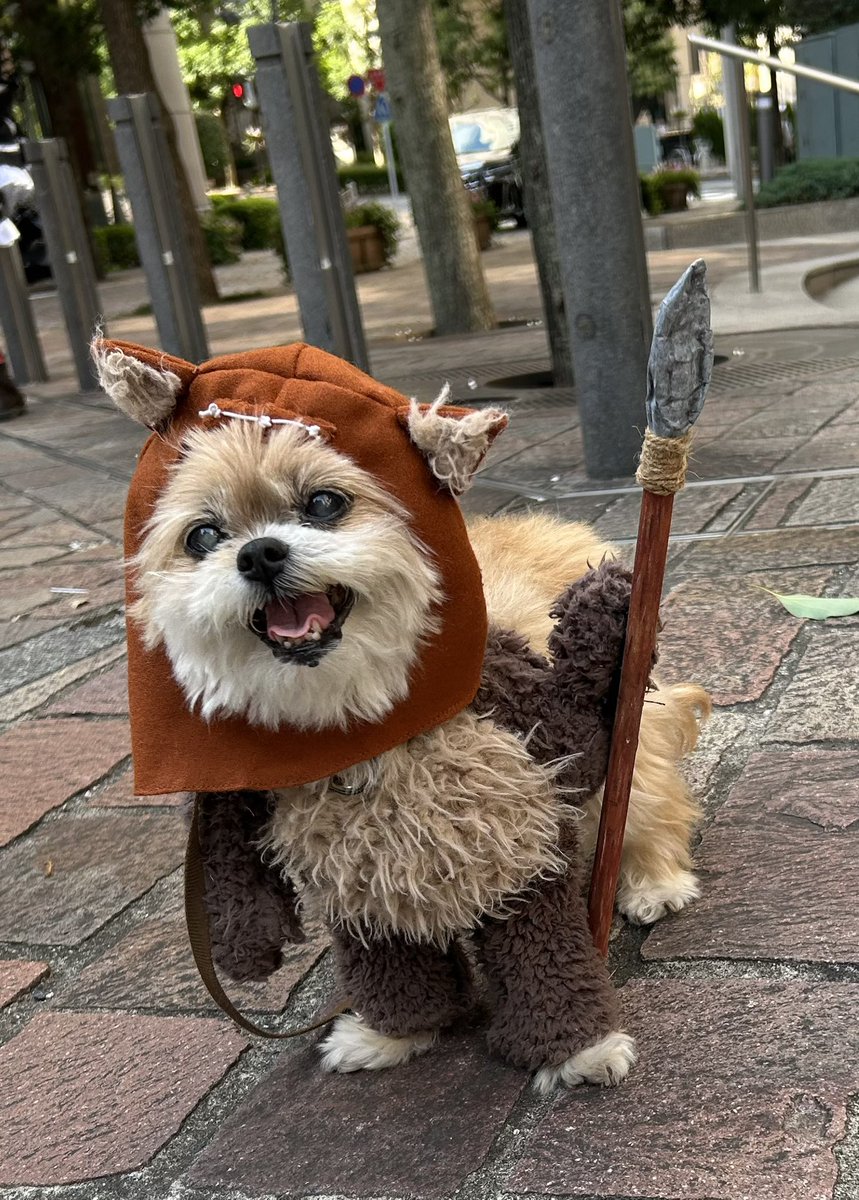 フォース・サミット参加🐶

 #フォースサミット