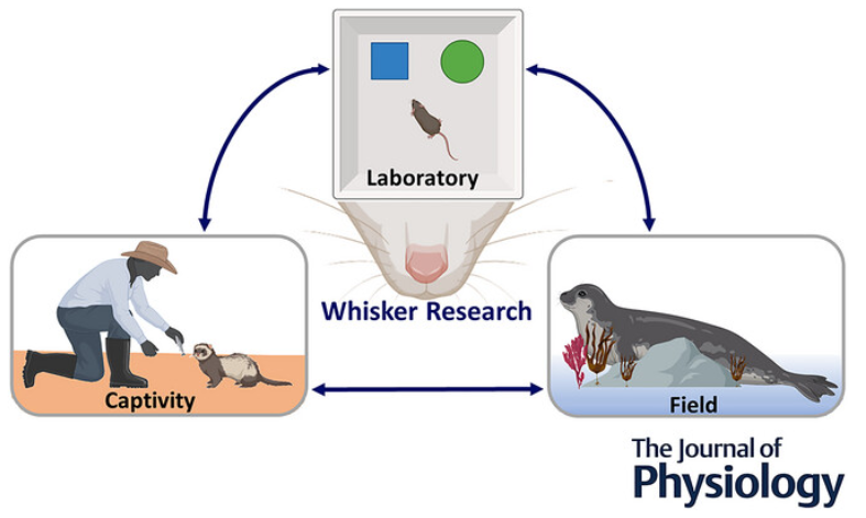 Robyn Grant (@robynannegrant) on Twitter photo Excited to share my review <a href="/JPhysiol/">Journal of Physiology</a> :
Can we study whisker movements to gain insights into the natural sensory behaviours of mammals?
doi.org/10.1113/JP2880…
I recommend developing more social and active foraging tasks and including a wider variety of species in lab studies Excited to share my review <a href="/JPhysiol/">Journal of Physiology</a> :
Can we study whisker movements to gain insights into the natural sensory behaviours of mammals?
doi.org/10.1113/JP2880…
I recommend developing more social and active foraging tasks and including a wider variety of species in lab studies