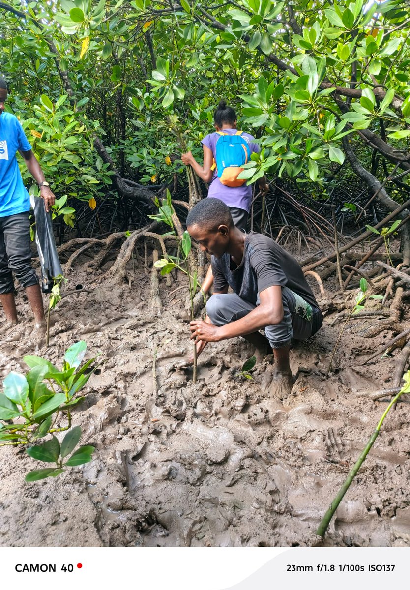 patrickgathogo_'s tweet photo. World 🌎 let's all advocate for climate change on mangrove Restoration 
#ซ้อก้าด #patrickgathogo #P4G #Mombasa https://t.co/89t6dvy6AN