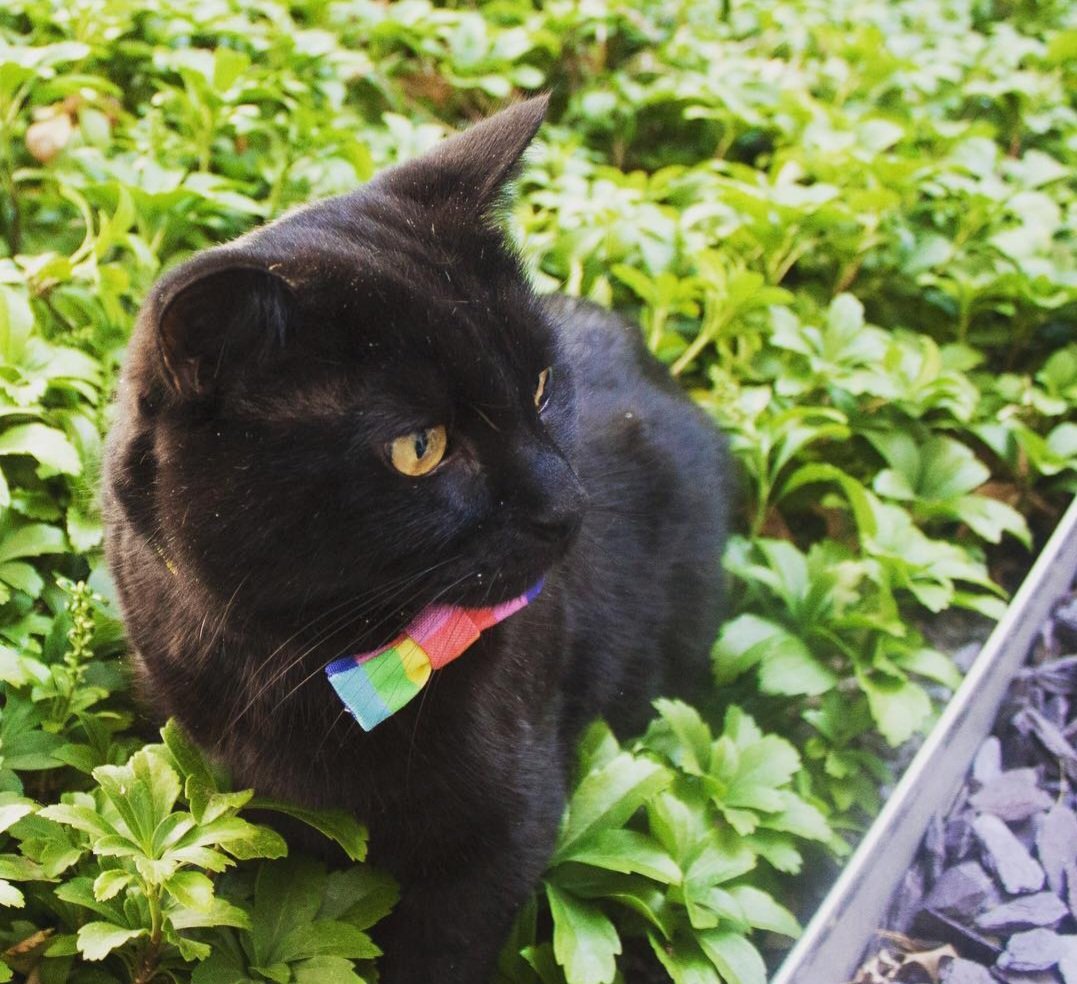 Happy #Caturday everyone.