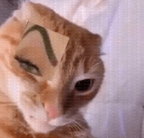 MARTEAR4's tweet photo. @Valenfaga_ Idéntico a Tequila que arruinó la vida de Inquisitor? https://t.co/5NcM1uCGDB