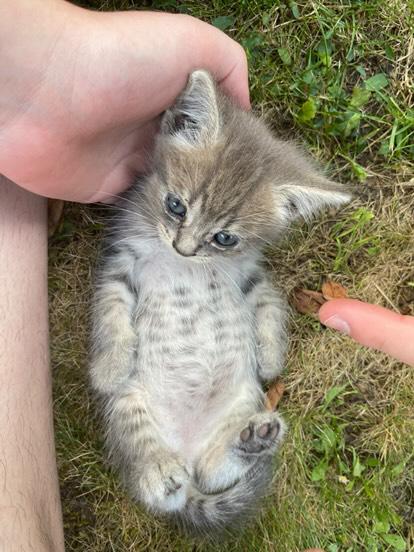 Kid_dd0's tweet photo. admirez mon petit lardon https://t.co/tc962OBEVI