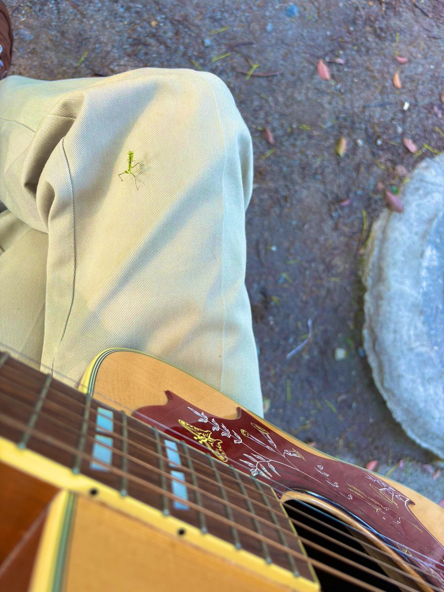 kashitaro_ito's tweet photo. 作曲してたら超珍しいゲスト、ベビーカマキリさん登場、さすがに写真撮影しちゃった！

ちなみにこの時期仕方ないんですけど蚊に400mlほど血を吸われてると思われ！

昨日おそらく家の近くで雷が落ちたっぽく、てんちゃんが音に怯え気味なのでしばらくは外作曲になるでござろう…！！ https://t.co/jKVgmbjPdT