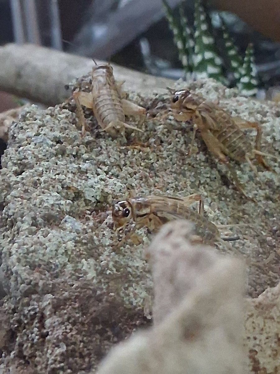 cute little ground vultures :)))
