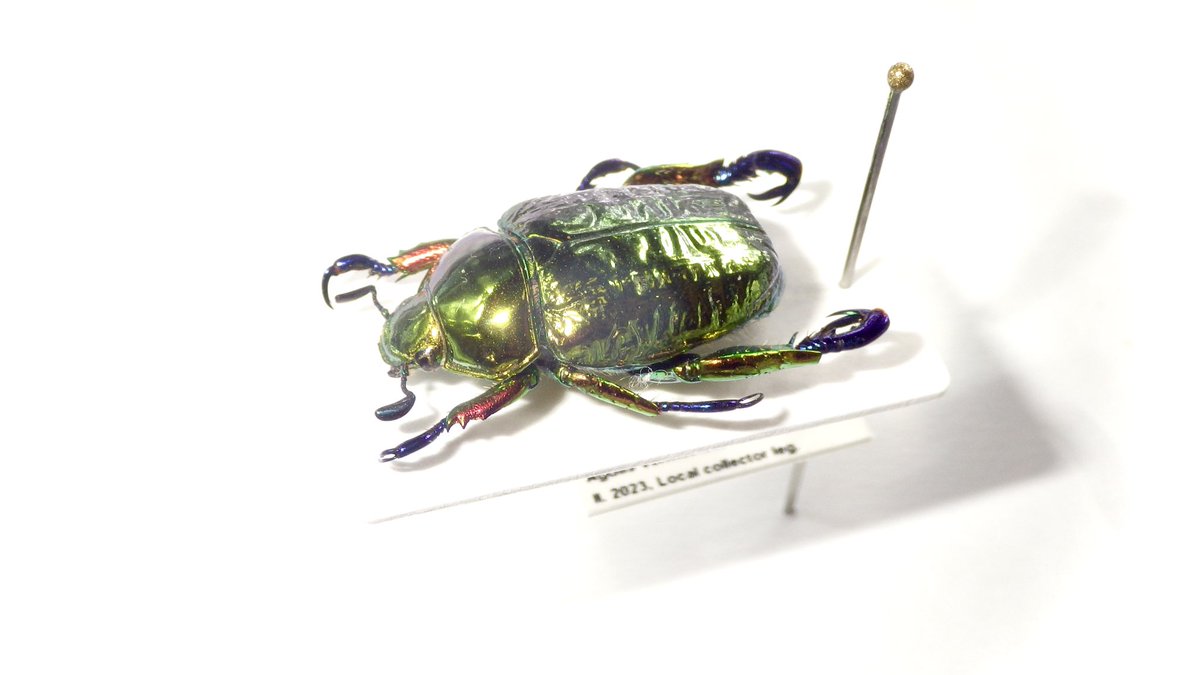 南米産コガネムシの中でもトップクラスの美麗種✨ Pelidnota