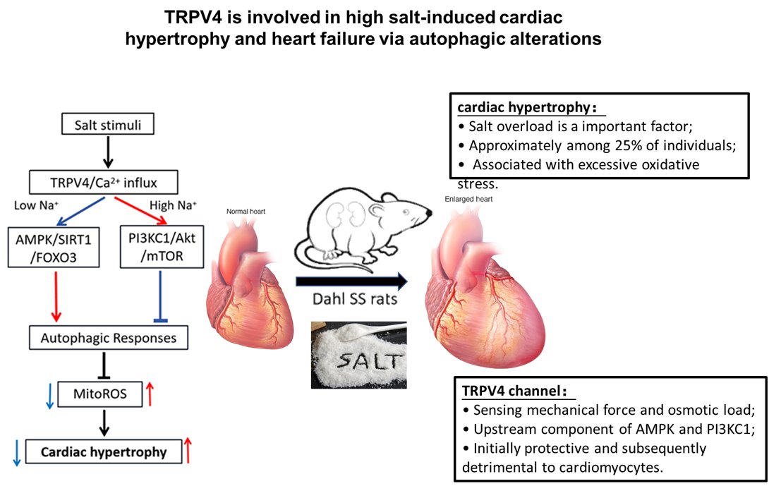 Too Much Salt? TRPV4 May Be the Culprit Behind Cardiac Hypertrophy
pubmed.ncbi.nlm.nih.gov/40388335
<a href="/tianlang1120/">Fe Cheung</a>

#CardiacHypertrophy #TRPV4 #HighSaltDiet #Autophagy #HeartFailure