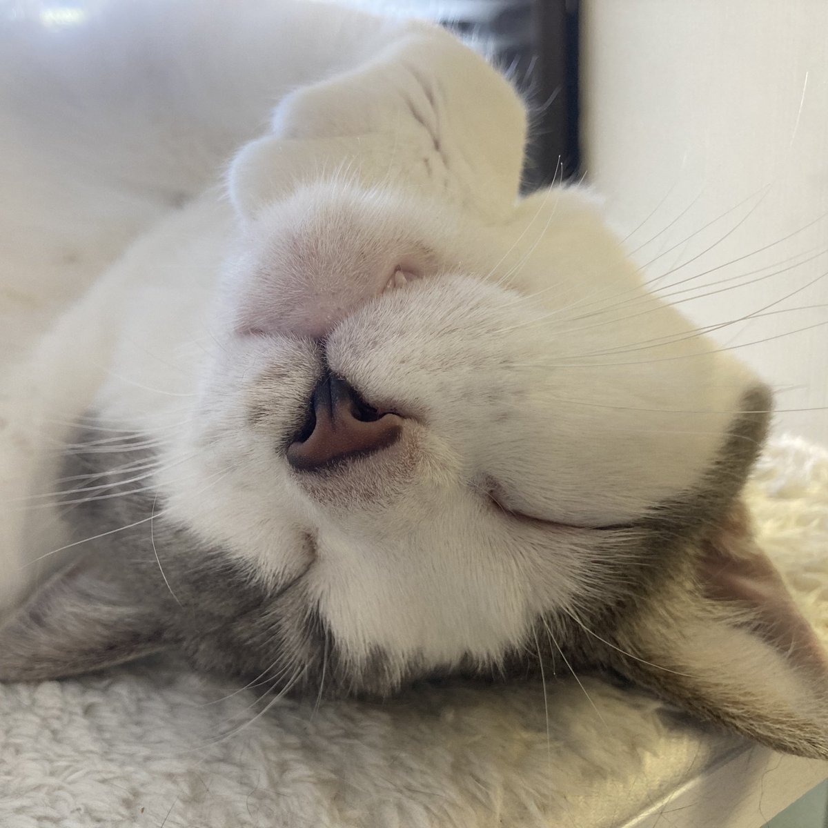 クーラーのお部屋でお昼寝は最高😽