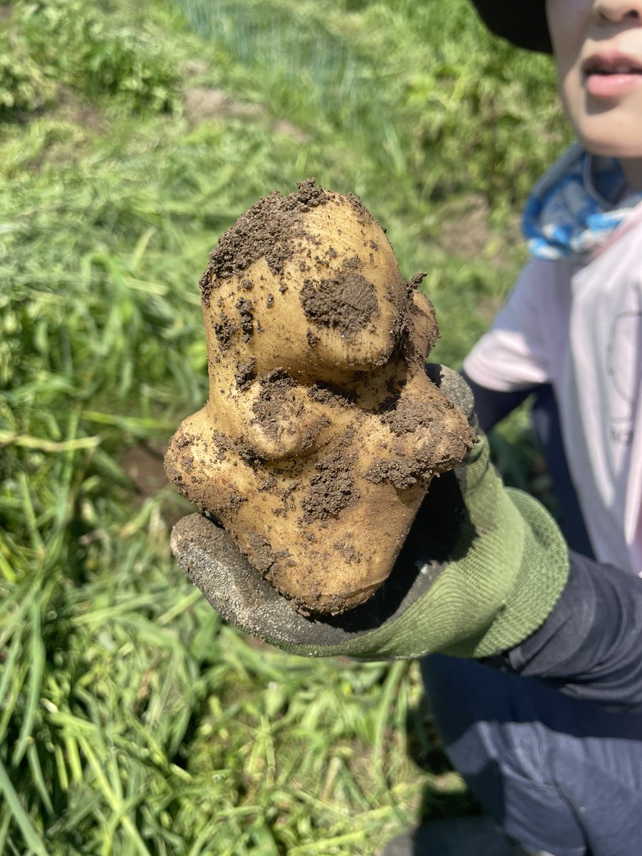 n_m_l_k_tommy's tweet image. じゃがいも掘った‼︎

どんな形よコレ😂😂😂
縄文型じゃーが🥔✨✨

#みんなの宇宙村