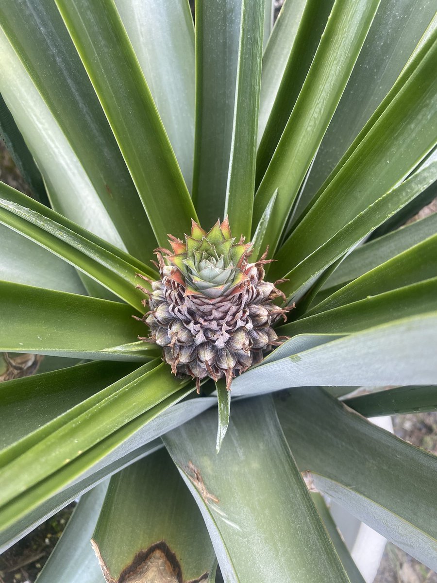 かわいいクラウンが出てきた〜