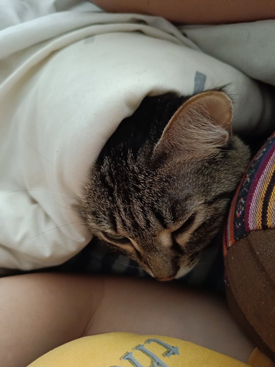 Ушко покрали