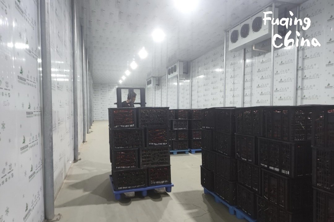 FuqingChina's tweet image. In Gangtou Town, a 1,000㎡ #coldstorage facility is making a difference for farmers, slashing post-harvest losses from 20% to under 5%. To date, #Fuqing, #Fujian, has added 30 of these modern field-side cold warehouses, improving efficiency across 67,000 cubic meters of storage.