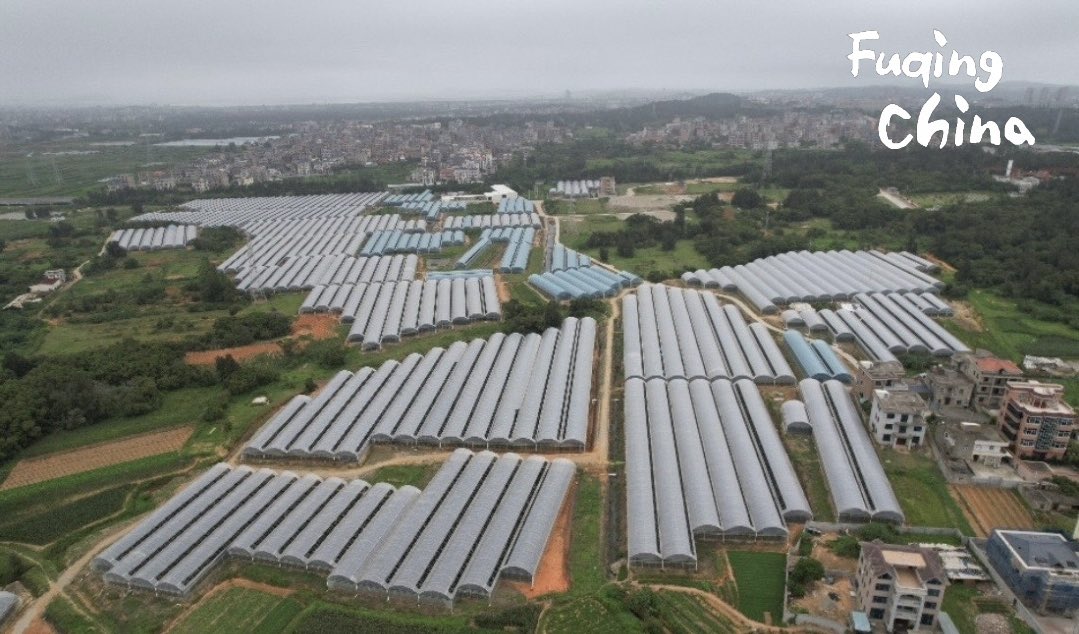 FuqingChina's tweet image. In Gangtou Town, a 1,000㎡ #coldstorage facility is making a difference for farmers, slashing post-harvest losses from 20% to under 5%. To date, #Fuqing, #Fujian, has added 30 of these modern field-side cold warehouses, improving efficiency across 67,000 cubic meters of storage.