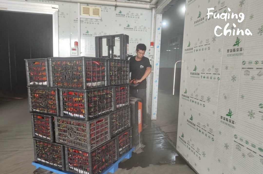 FuqingChina's tweet image. In Gangtou Town, a 1,000㎡ #coldstorage facility is making a difference for farmers, slashing post-harvest losses from 20% to under 5%. To date, #Fuqing, #Fujian, has added 30 of these modern field-side cold warehouses, improving efficiency across 67,000 cubic meters of storage.